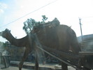 Camel